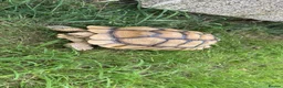 Tortoise reptiles for sale: Sulcata tortoise  - Advert 4