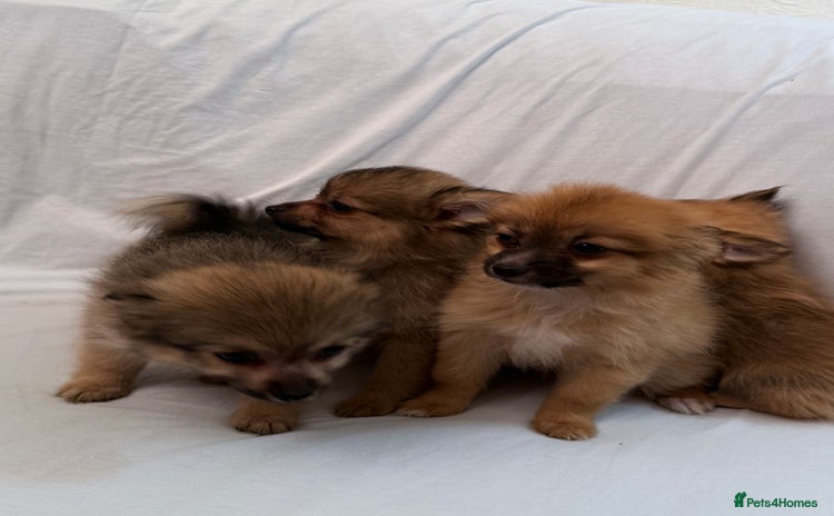 Pomeranian dogs - Advert 8