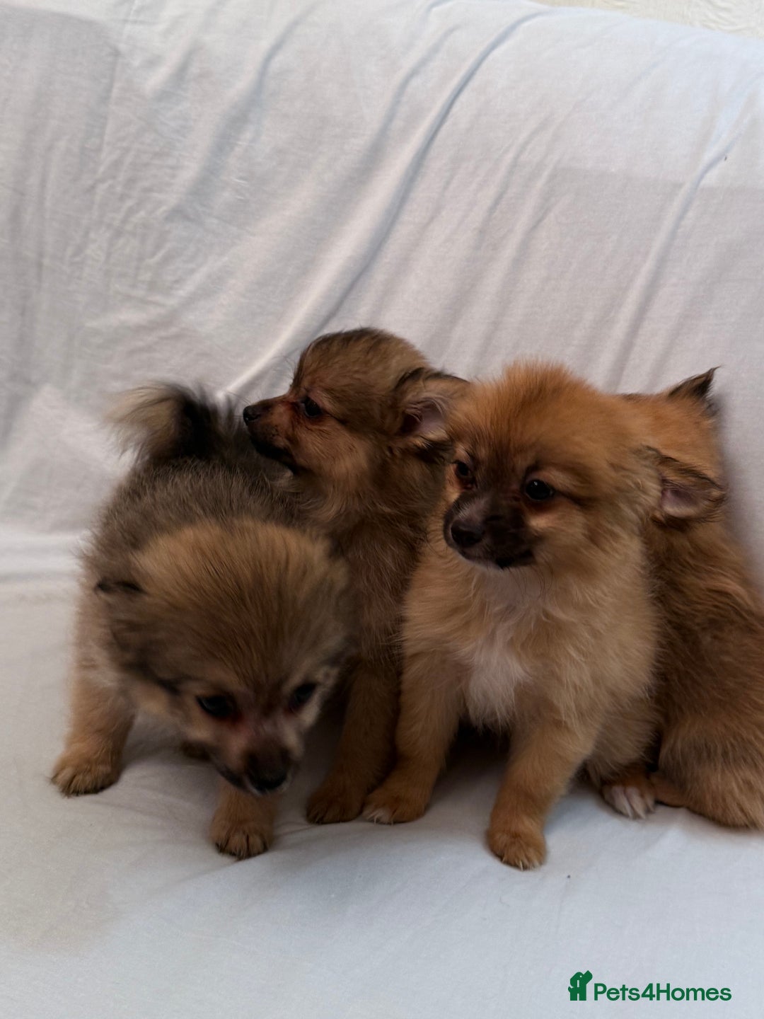 Pomeranian dogs for sale: 4 stunning Pomeranian girls ready for collection  - Image 1