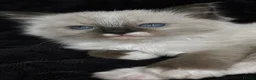 Ragdoll cats for sale: Sweet Ragdoll Kittens Looking for Loving Families  - Advert 24