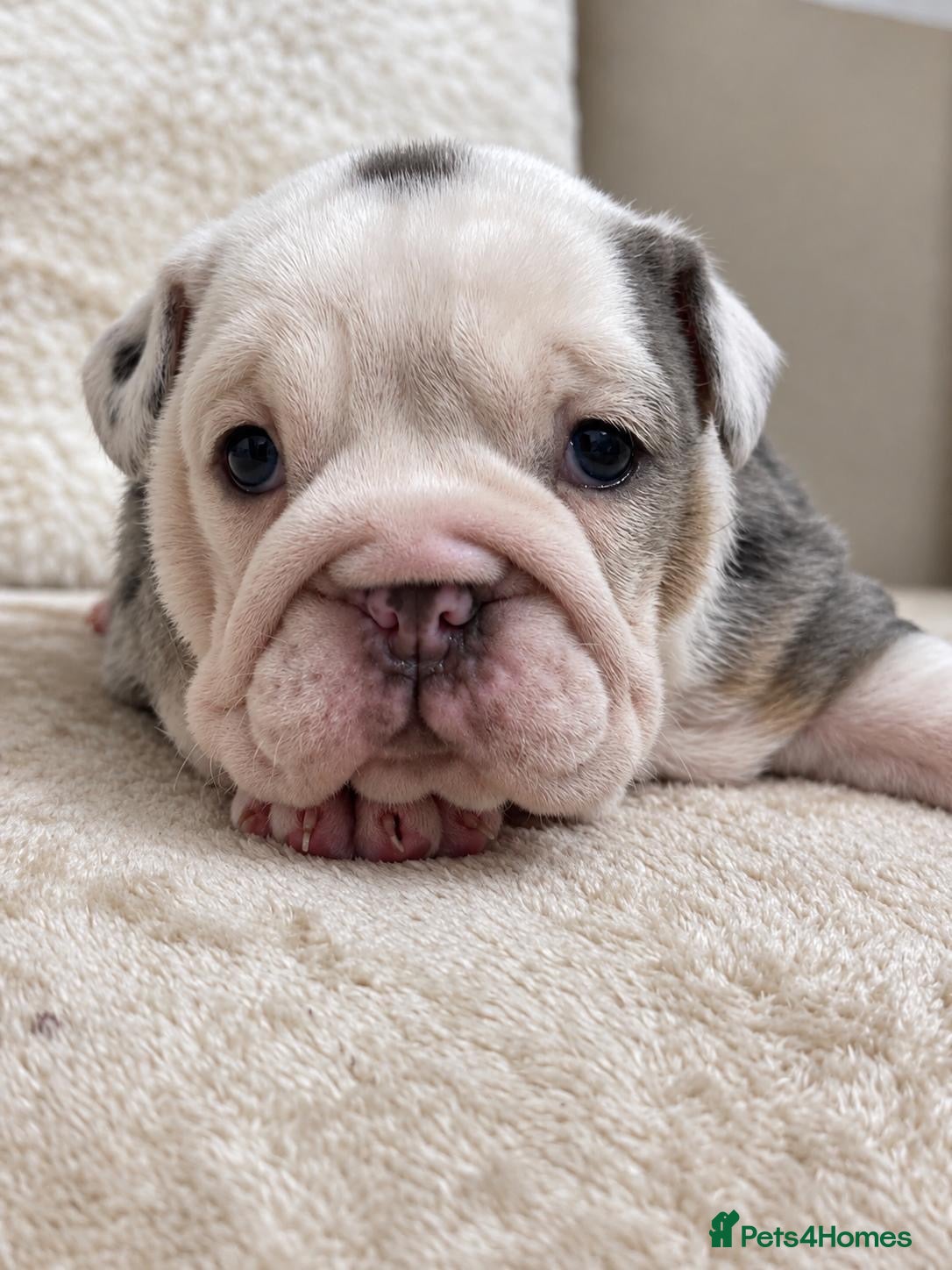 English Bulldog dogs English bulldog puppies - Advert 2