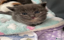 Domestic Shorthair cats for sale: Four kittens, 4 weeks old - Image 9