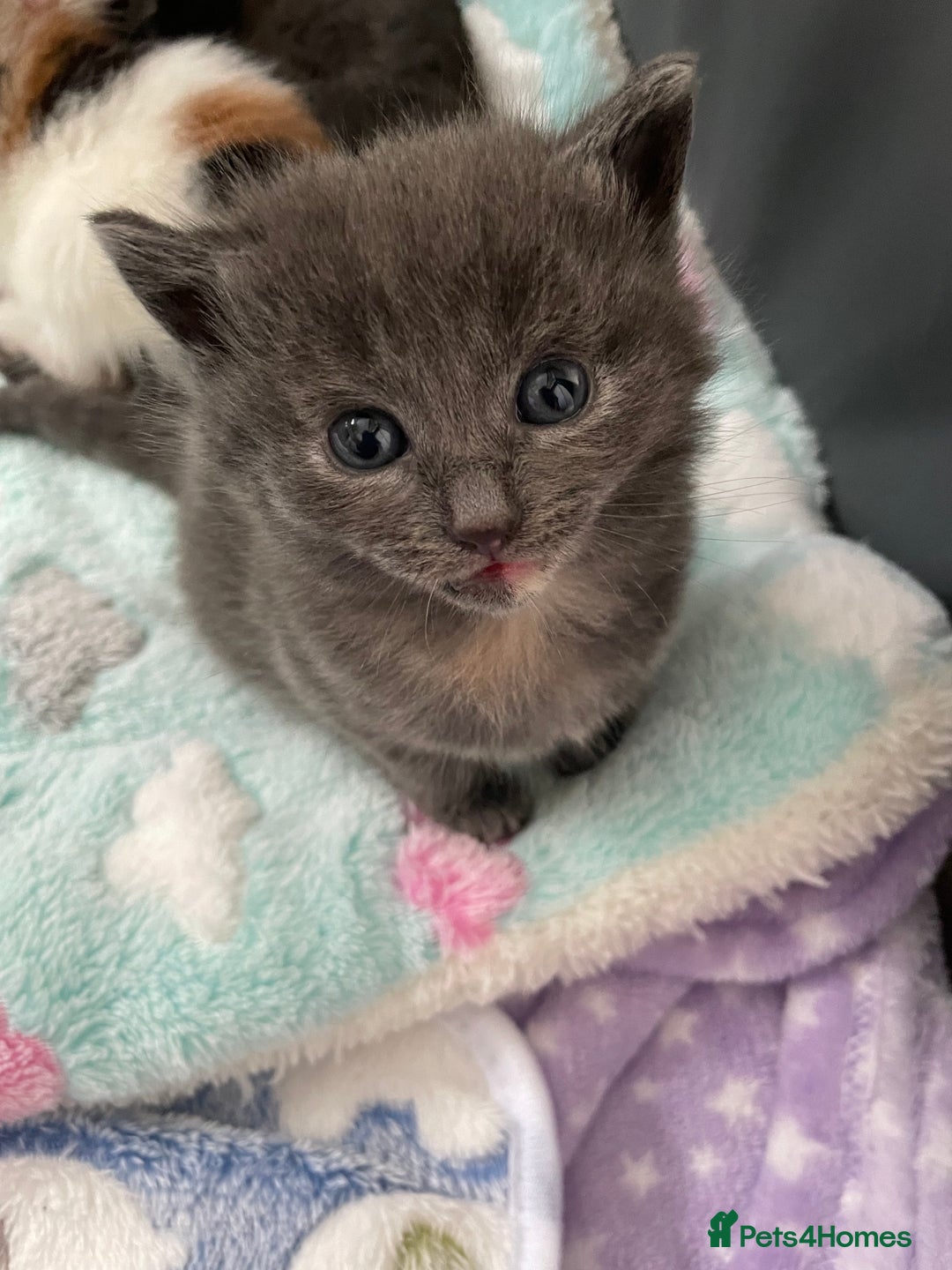 Domestic Shorthair cats for sale: Four kittens, 4 weeks old - Image 9