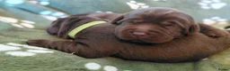 Labrador Retriever dogs for sale: Chocolate Labradors Puppies,Health Tested Parents  - Advert 6