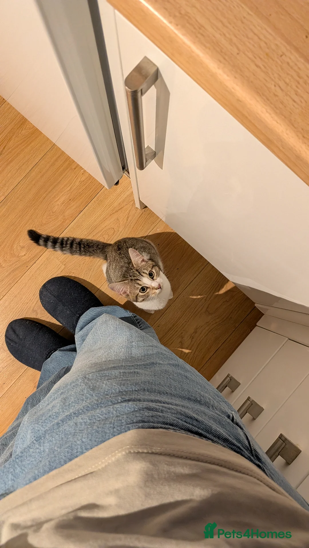 Mixed Breed cats for sale: Adorable tabby cat in Dover - Advert 9