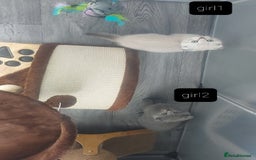 British Shorthair cats for sale: British shorthair kittens and scotish fold  - Image 21