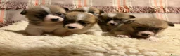 Welsh Corgi Pembroke dogs for sale: 5 Welsh Pembrokeshire Corgis Puppies For sale in Llandysul - Advert 1