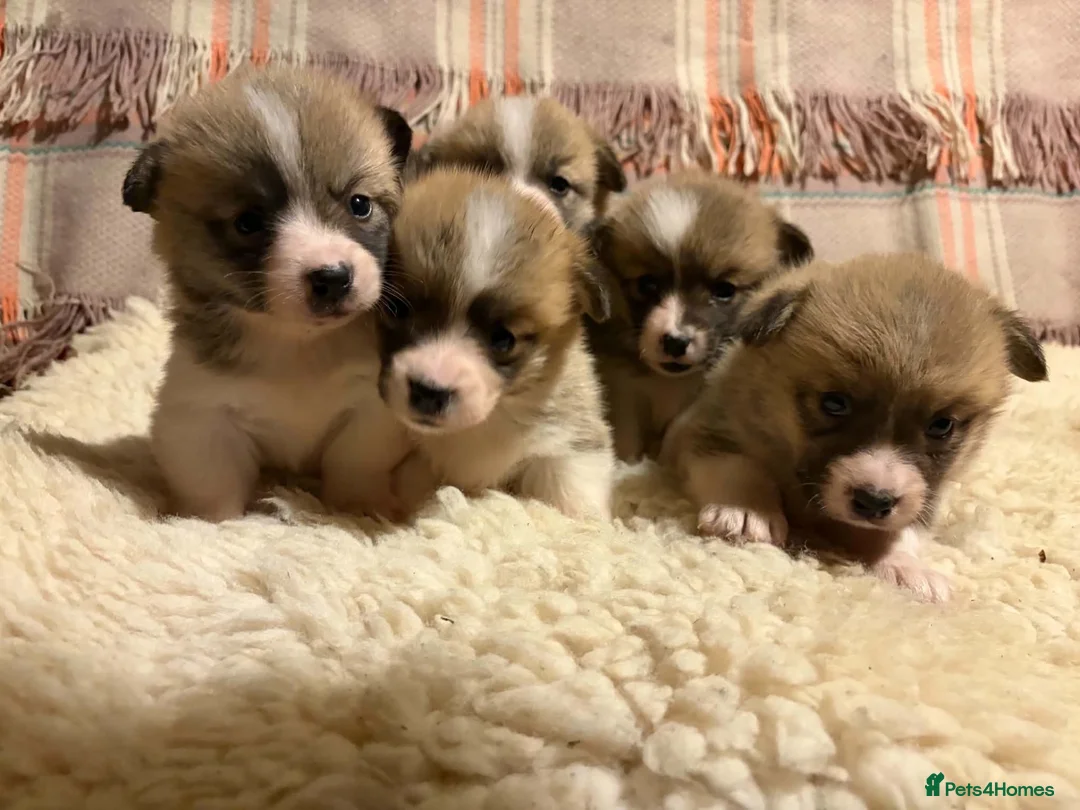Welsh Corgi Pembroke dogs for sale: 5 Welsh Pembrokeshire Corgis Puppies For sale in Llandysul - Advert 1