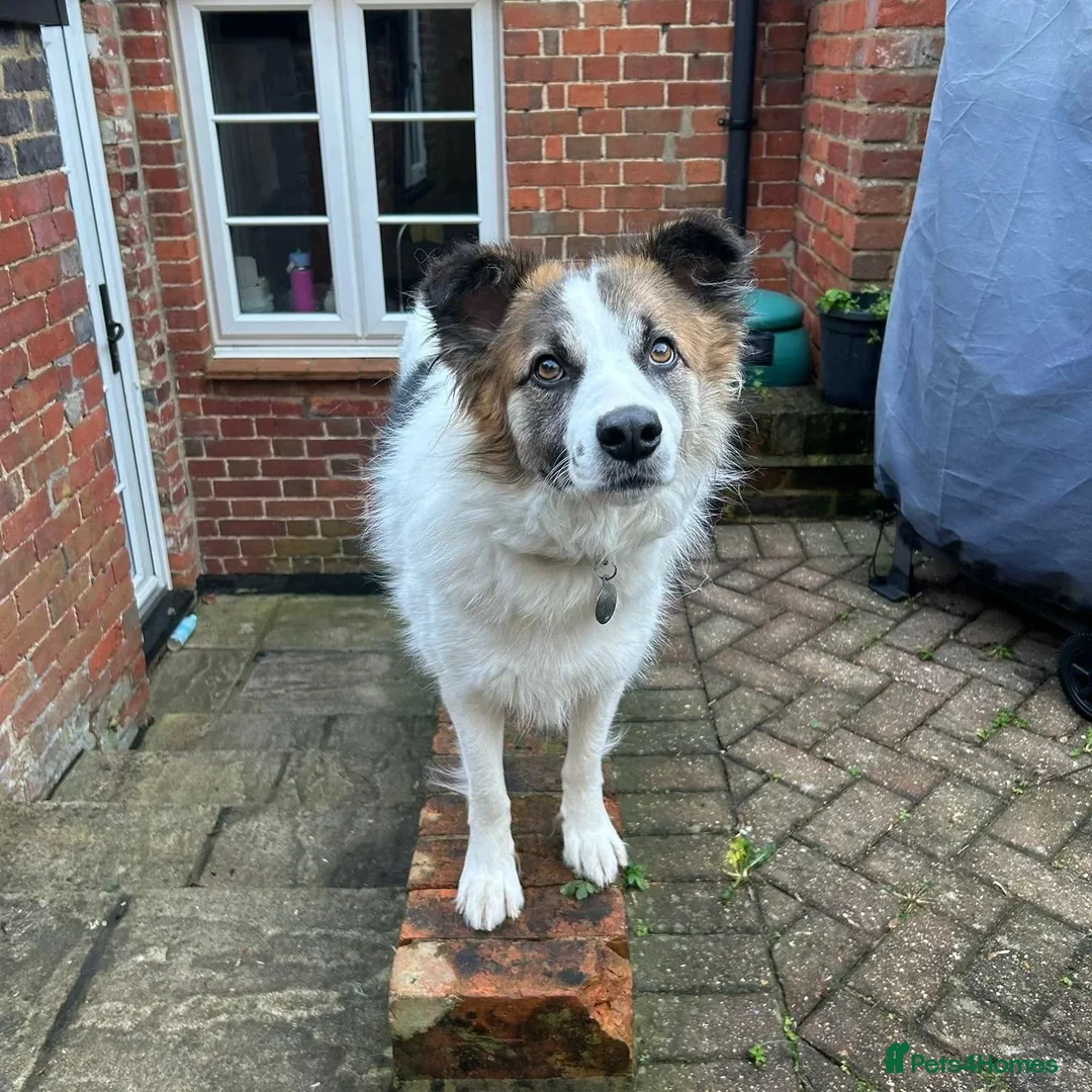 Mixed Breed dogs for adoption: Novie (Collie mix) - Advert 11