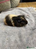 Guinea Pig rodents - Advert 2