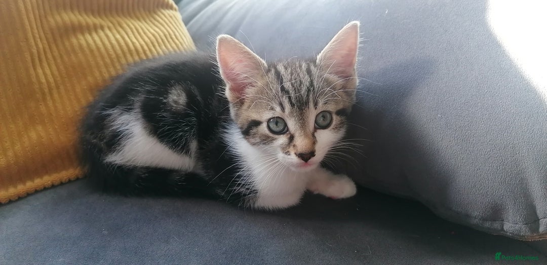 Mixed Breed cats for sale: **last one** mixed breed kittens - Image 2