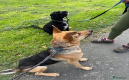 Mixed Breed dogs for adoption: Stunning Alfonz ready for love - Image 14