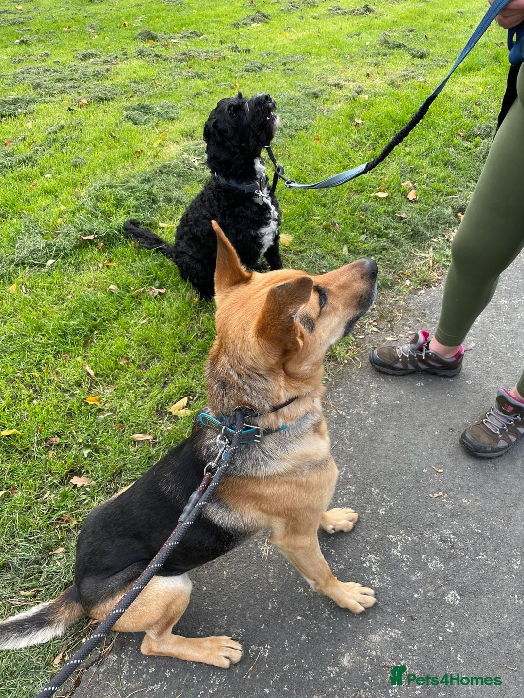 Mixed Breed dogs for adoption: Stunning Alfonz ready for love - Image 14