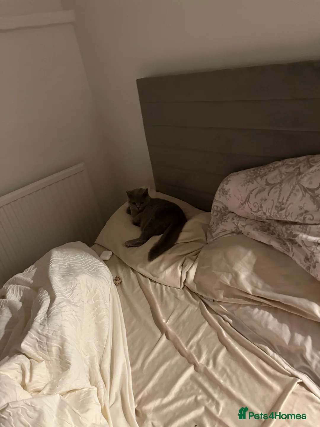 British Shorthair cats for sale: Nina The British shorthair  - Advert 18