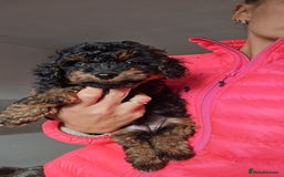 Jackapoo dogs for sale: Extra curly Jackapoos - Image 1