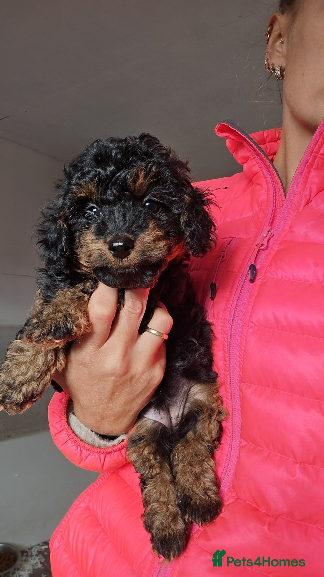 Jackapoo dogs for sale: Extra curly Jackapoos - Image 1