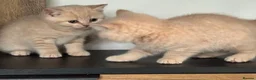 British Shorthair cats for sale: 🐾 Our Adorable GCCF Kittens are 8 Weeks Old! 🐾 - Advert 2