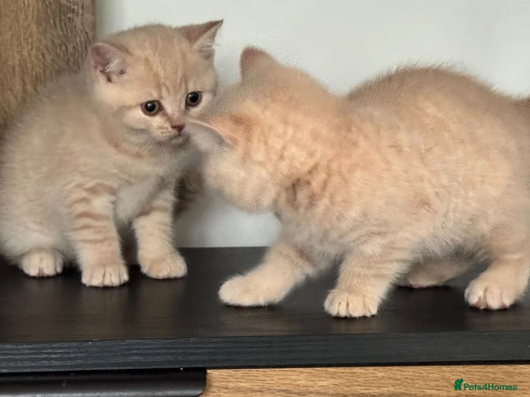 British Shorthair cats for sale: 🐾 Our Adorable GCCF Kittens are 8 Weeks Old! 🐾 - Advert 2
