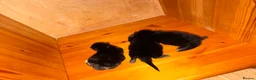 Mixed Breed cats for sale: Kittens for good homes - Advert 13
