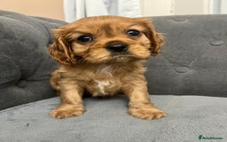 Cavalier King Charles Spaniel dogs for sale: Stunning Cavalier King Charles Spaniels - Image 17