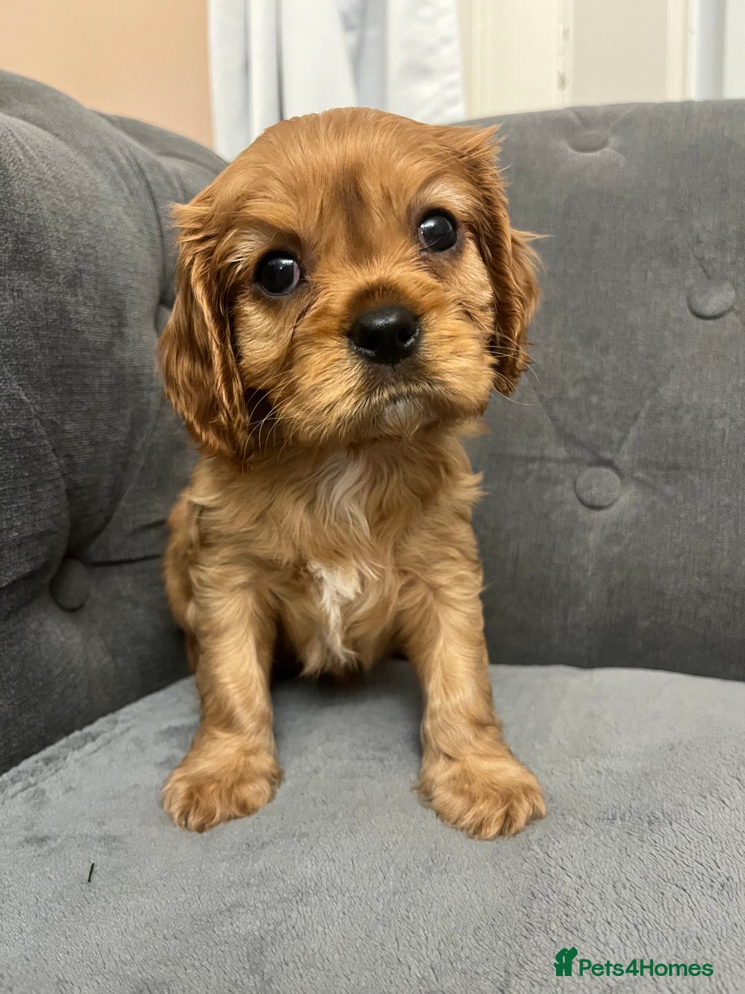 Cavalier King Charles Spaniel dogs for sale: Stunning Cavalier King Charles Spaniels - Image 17
