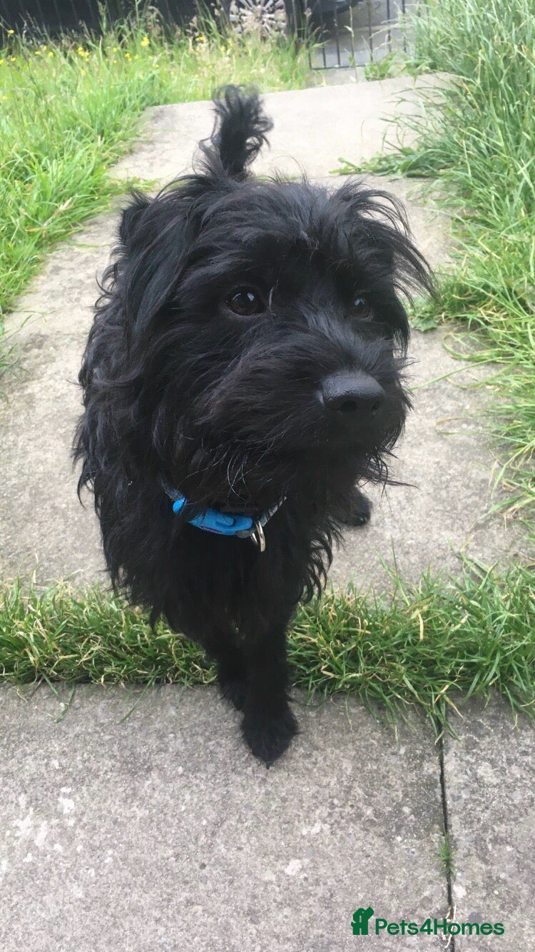 Patterdale Terrier dogs for stud: Jake stud  - Advert 3