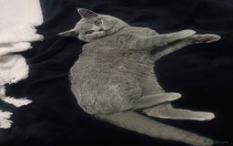 British Shorthair cats for sale: Grey/Blue British Shorthair - Image 2