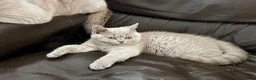 British Shorthair cats for sale: Two British shorthair boy and girl - Advert 11