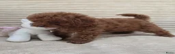 Toy Poodle dogs for sale:  Red Toy Poodle Puppies – Asian Teddy Bear Type in Motherwell - Advert 26