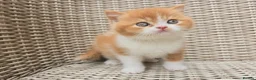 British Shorthair cats for sale: Stunning British Shorthair Kittens  - Advert 1