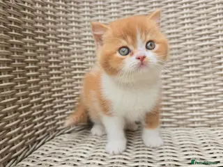 British Shorthair cats Stunning British Shorthair Kittens - Advert 5