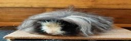 Guinea Pig rodents for sale: Guinea pigs  - Advert 2