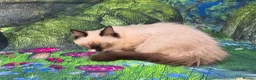Ragdoll cats for sale: GCCF Registered Ragdoll Kittens  - Advert 10