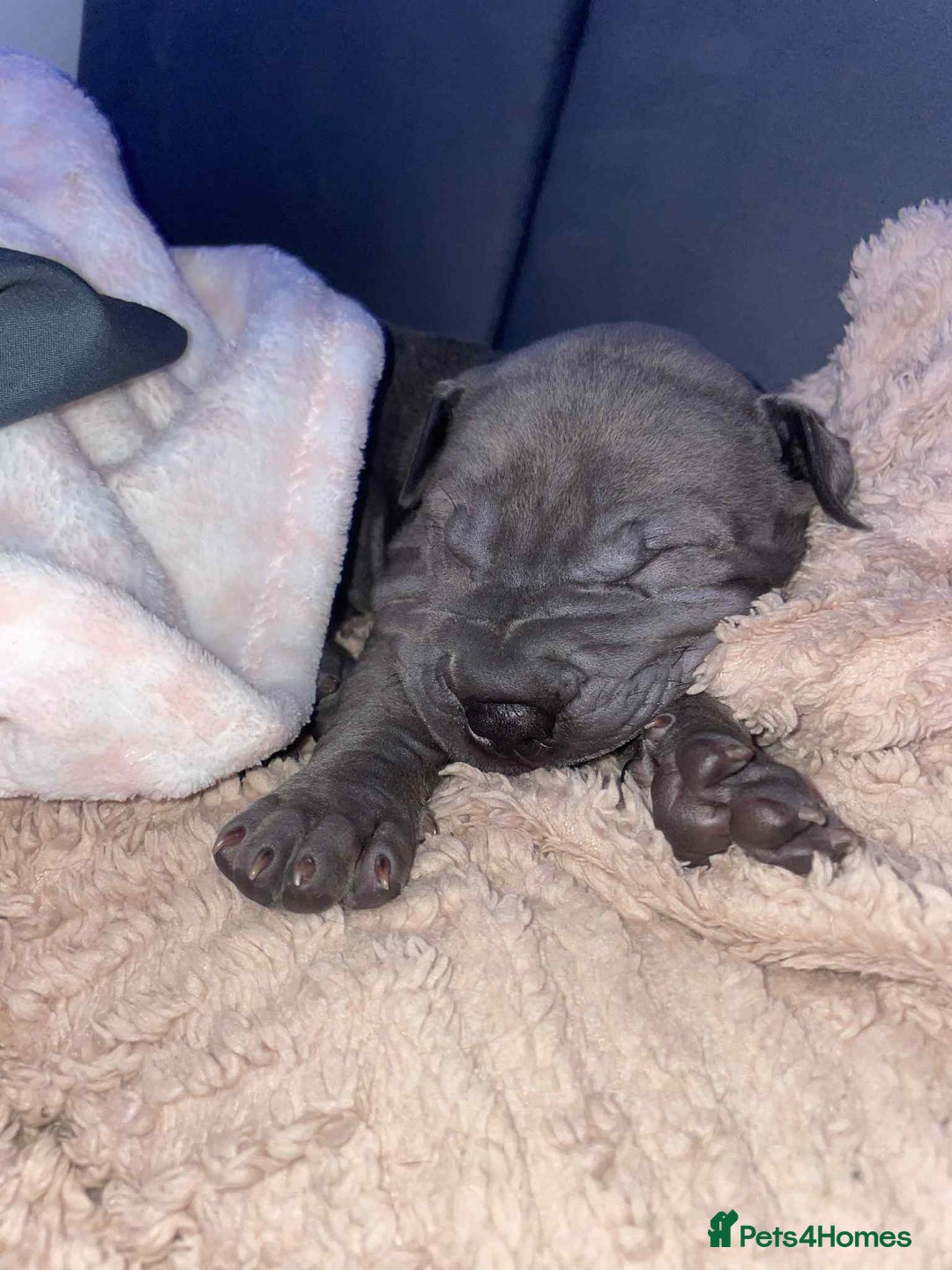Shar Pei dogs for sale: Blue Shar pei girl - Advert 3