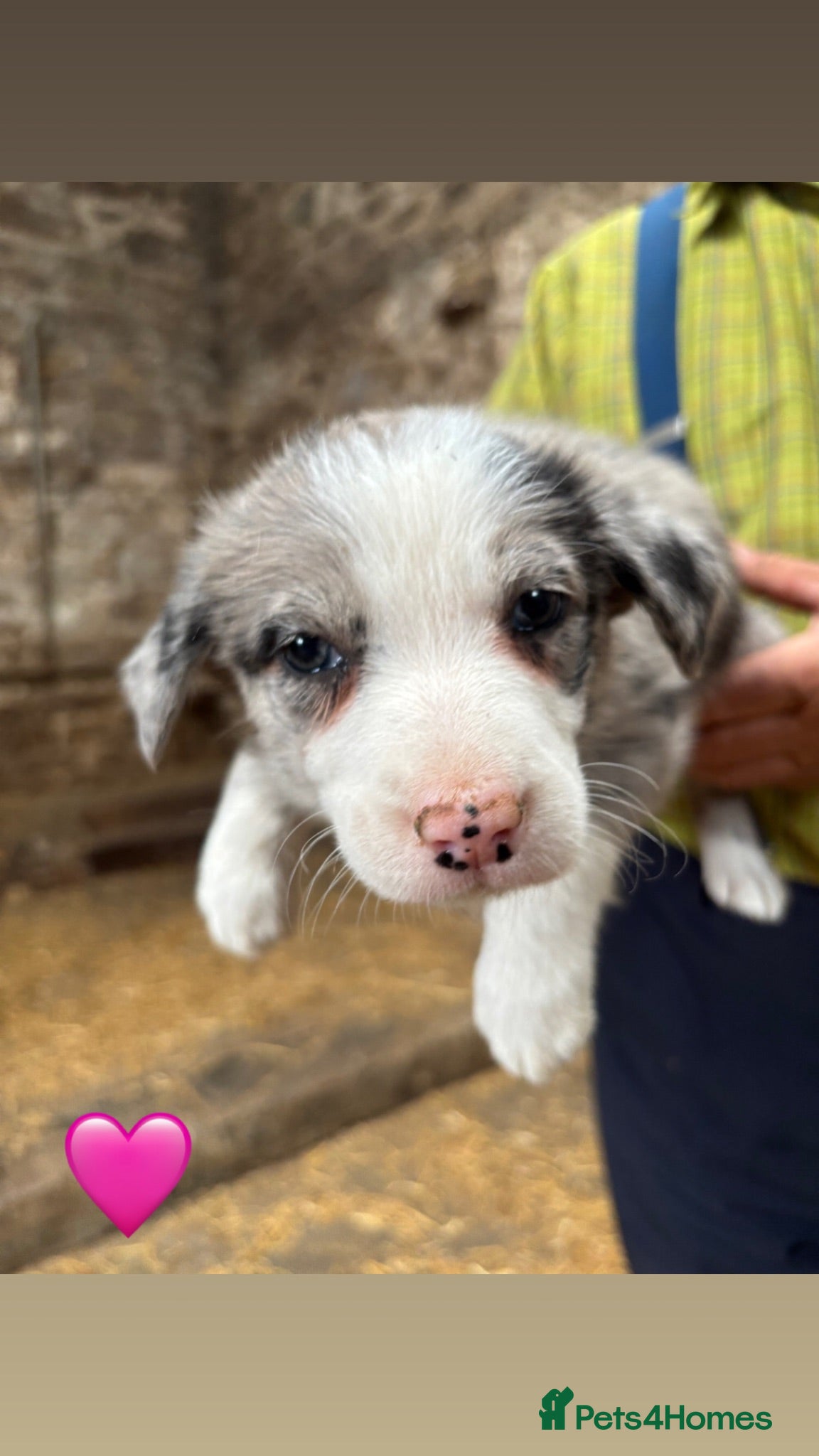 Border Collie dogs Border collie pups  - Advert 2