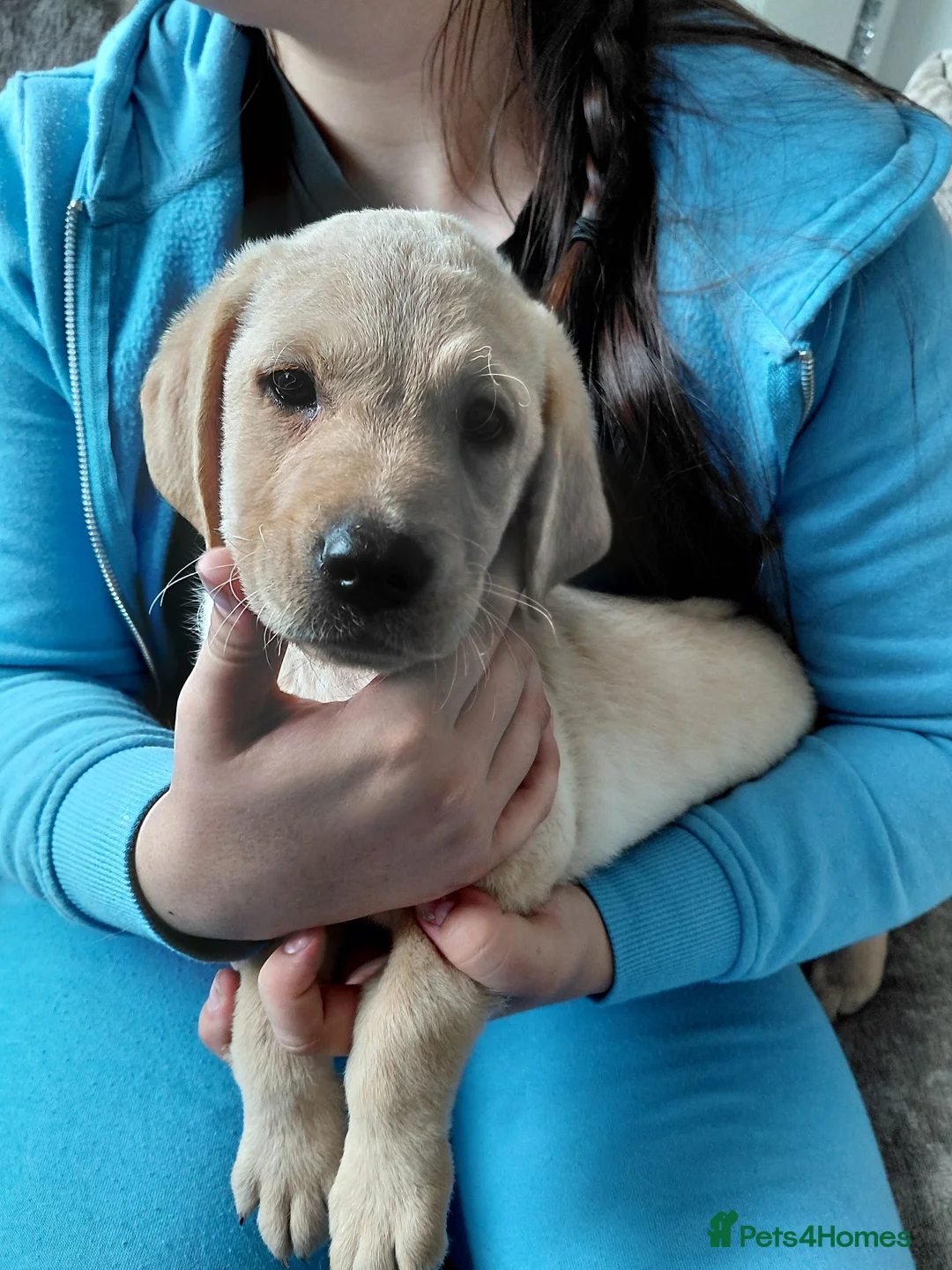 Labrador Retriever dogs for sale: LAST GIRL AVAILABLE READY TO LEAVE  - Advert 6