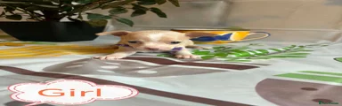 Chihuahua 4