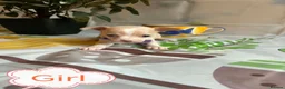Chihuahua dogs for sale: Chihuahua puppies - Advert 16