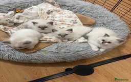 Ragdoll cats for sale: RAGDOLL BLUEPOINT/BICOLOR FOR SALE!!! - Image 5