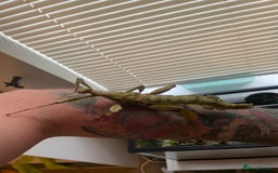 Stick Insects invertebrates for sale: Extatosoma tiaratum EGGS x 10 - Image 1