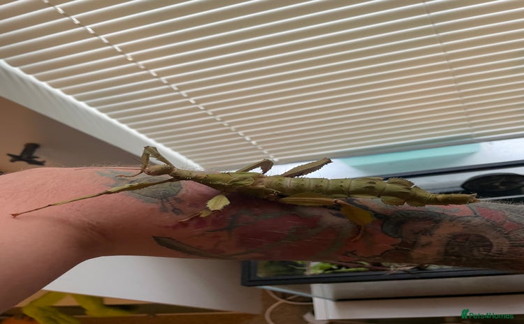 Stick Insects invertebrates - Advert 1