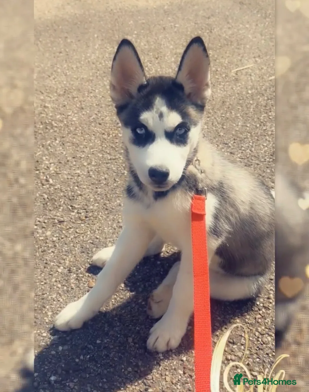 Siberian Husky dogs for sale: I’m selling female Husky Siberian  in Birmingham - Advert 2