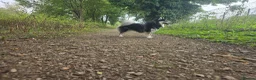 Pomsky dogs for sale: Pomsky Puppys For Sale - Advert 16