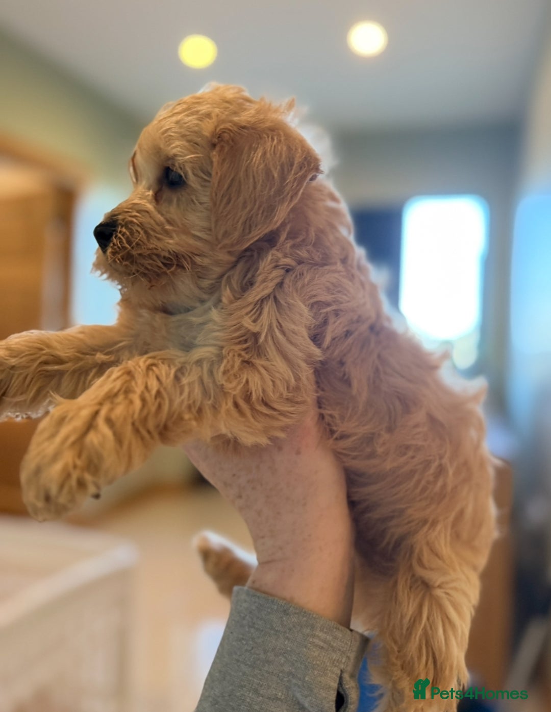 Mixed Breed dogs for sale: Toy/Mini Schnoodle Puppies  - Advert 17