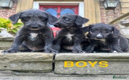 Bedlington Terrier dogs for sale: Fantastic F1 Bedlington x Whippet Puppies  - Image 3