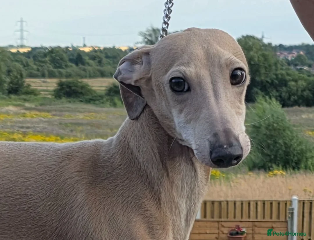 Italian Greyhound dogs for sale: Kennel Club Reg. Ready Now 26 July - Advert 2