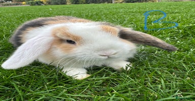 Mini Lop rabbits - Advert 9