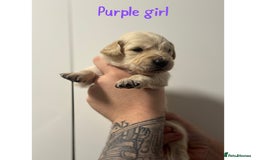 Golden Retriever dogs for sale: Stunning Showline Golden Retrievers 🐾  - Image 11