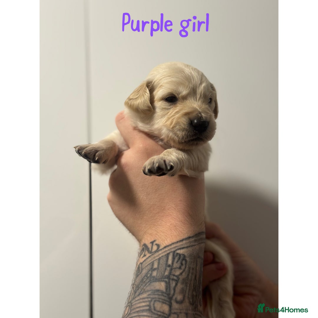 Golden Retriever dogs for sale: Stunning Showline Golden Retrievers 🐾  - Image 11