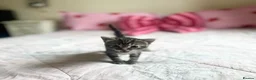 Mixed Breed cats for sale: Tabby kittens 2 girls - Advert 5